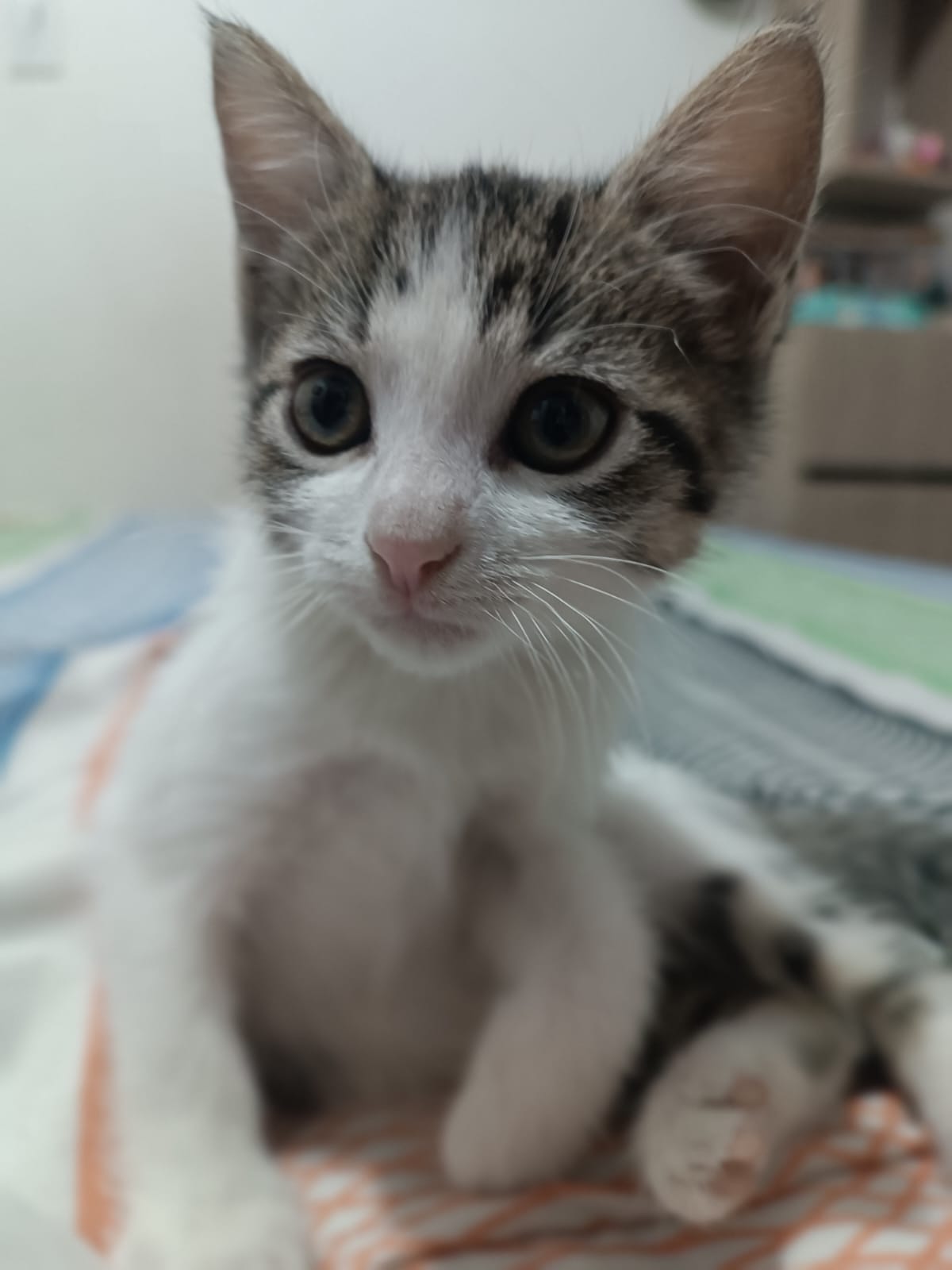 Foto de Chanel